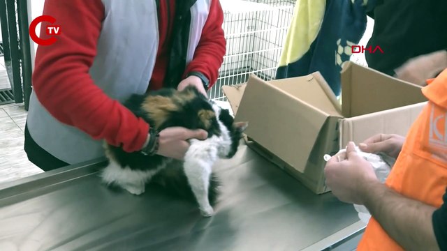 Enkazdan kurtarılan 400 kedi ve köpek tedavi edildi