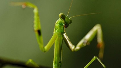 Règne animal, les jeux de l'amour - Voir et être vu