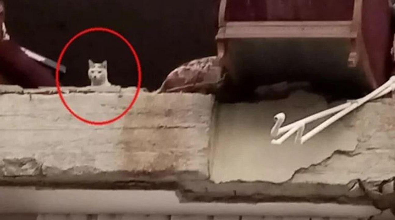 Ağır hasarlı binada yardım bekleyen kedi 'Pars', 13 gün sonra kurtarıldı