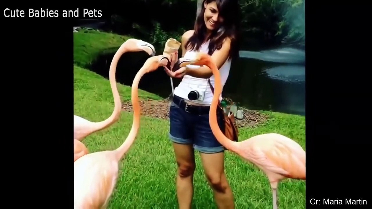 Funny Animals  Compilation part 1