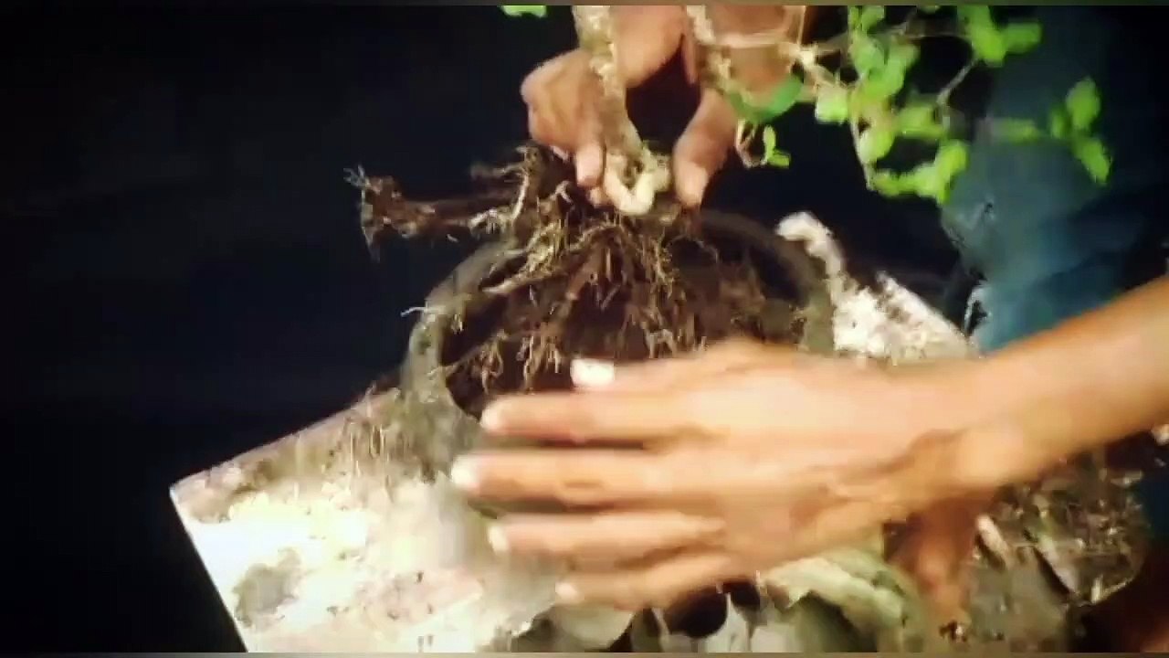 BONSAI SIANCI