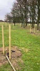 Peace Garden Initiative trees are vandalised at Stopsley Common