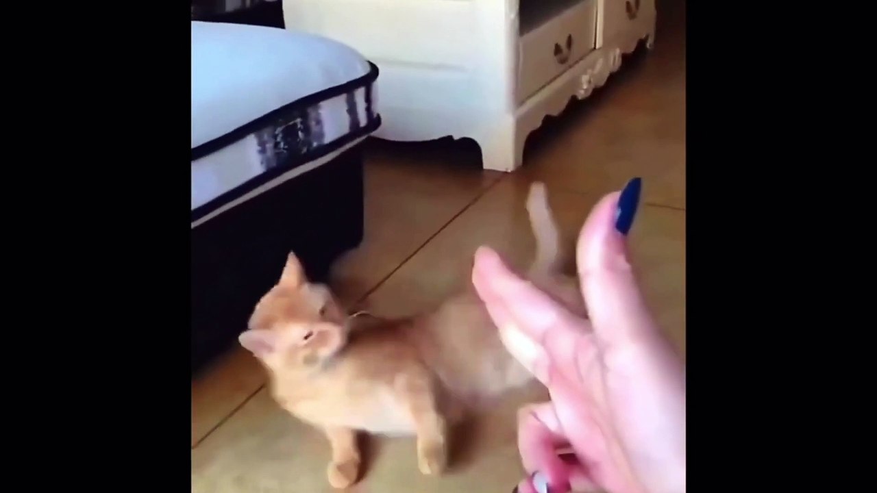 Funny Animals Compilation  part 2