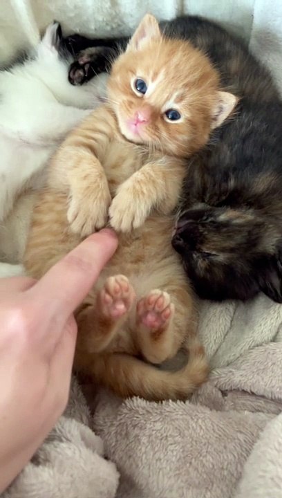 Dog and Cat Co-Parent