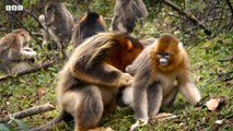 Snub Nosed Monkey Fights to Protect Family - 4K UHD - China: Nature's Ancient Kingdom - BBC Earth