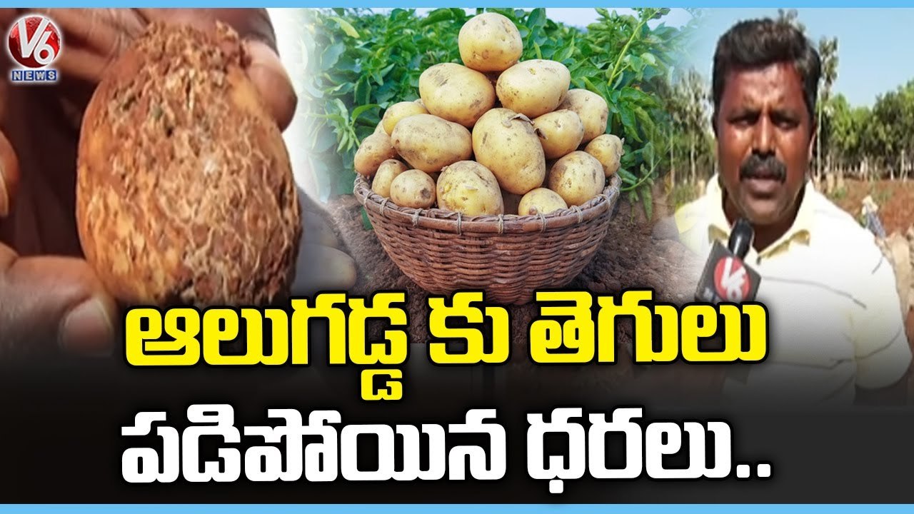 Potato Farmers Loss Crop Due To Pest Infestation ,Price Drop below Production _SangaReddy | _V6News (8)