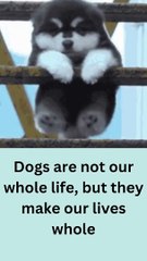 Dogs are not our whole life, but they make our lives whole