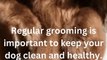 Regular grooming is important to keep your dog clean and healthy. This includes bathing, brushing their coat, trimming their nails, and cleaning their ears and teeth.