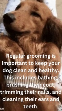 Regular grooming is important to keep your dog clean and healthy. This includes bathing, brushing their coat, trimming their nails, and cleaning their ears and teeth.