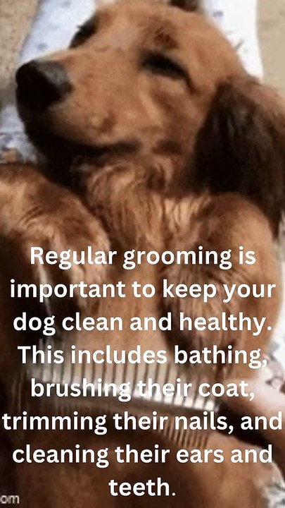 Regular grooming is important to keep your dog clean and healthy. This includes bathing, brushing their coat, trimming their nails, and cleaning their ears and teeth.