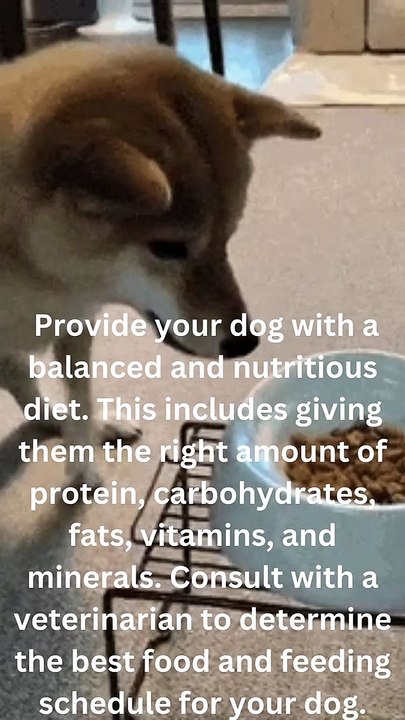 Provide your dog with a balanced and nutritious diet. This includes giving them the right amount of protein, carbohydrates, fats, vitamins, and minerals. Consult with a veterinarian to determine the best food and f