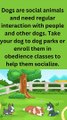 Dogs are social animals and need regular interaction with people and other dogs. Take your dog to dog parks or enroll them in obedience classes to help them socialize. (1)