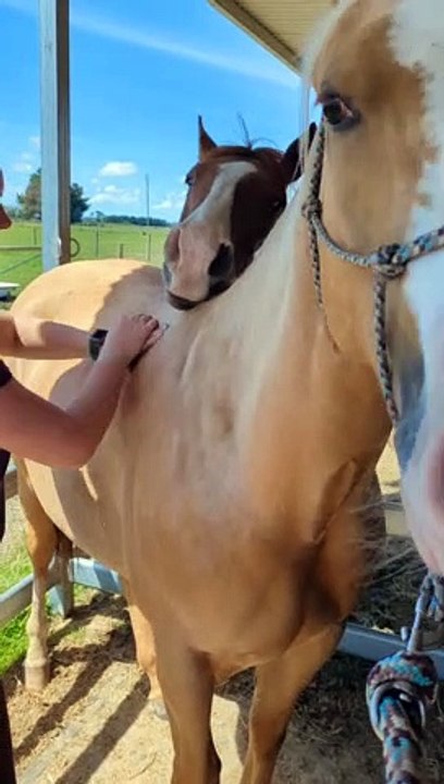 Horse Just Wants To Help