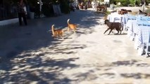 Bloody Cat and Dog Fights  Angry Cats vs Dogs 1