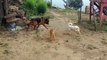 Bloody Cat and Dog Fights  Angry Cats vs Dogs 3