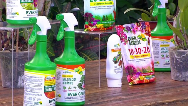 bd-publireportaje-evergreen-200223