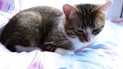 Cute Cat Gets More Nose Boops