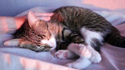 Lazy cat Sleeps at Sunset