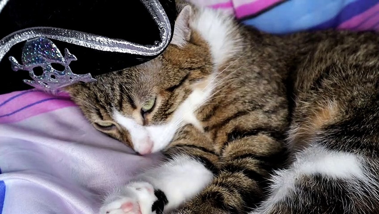 The Sleeping Pirate Cat