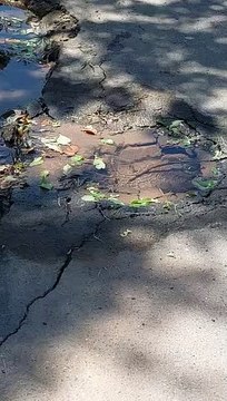 Vecinos de la zona norte reclaman por pérdida de agua y olores nauseabundos