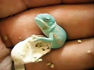 Have You Ever Seen a Chameleon Hatch!