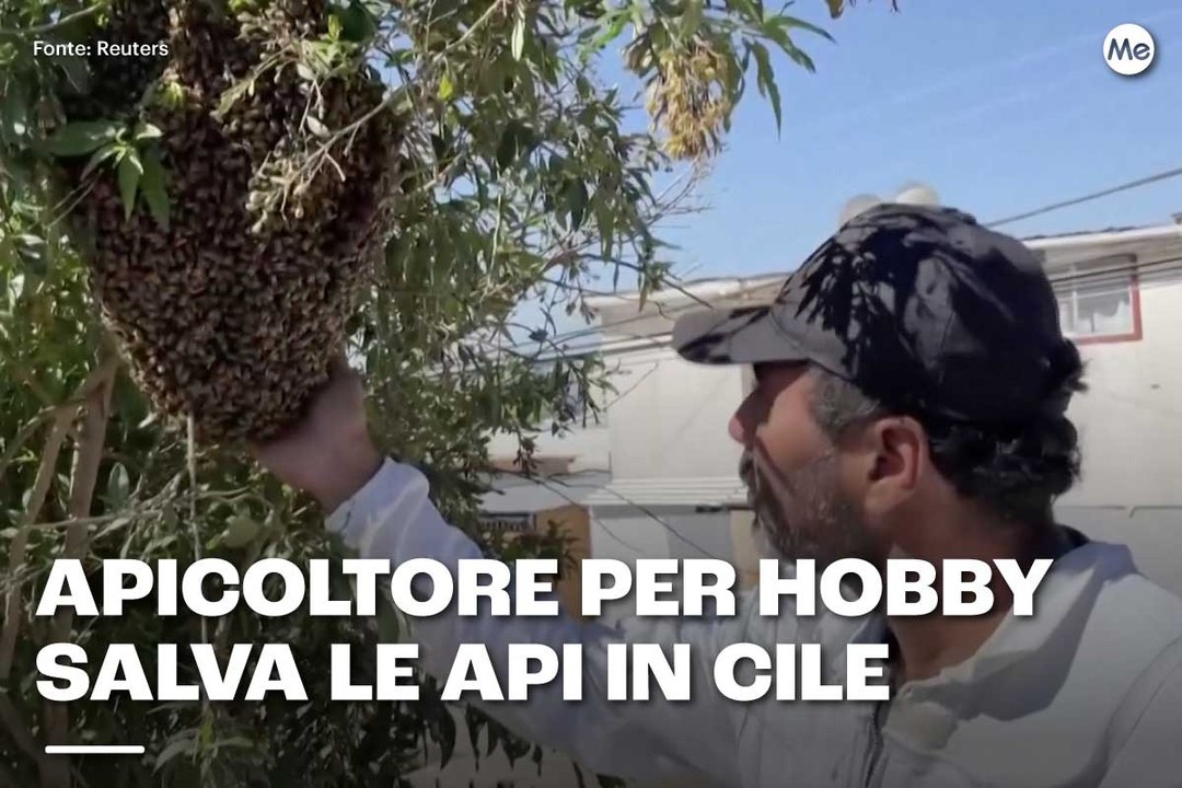 Apicoltore per hobby salva le api in Cile