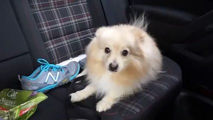 FIRST TIME SEEING SNOW (Funny)