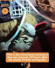 Dog Rescued from Turkey Earthquake Rubble after 138 Hours