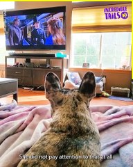 Meet the Frenchie Who Can't Get Enough of Henry Cavill