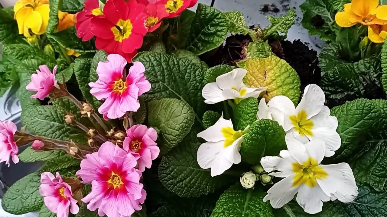 Spring gardening: Daffodil and primrose