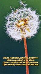 Life is a celebration, celebrate #shortvideo #shortsvideo #status #story