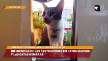 Diferencias de las castraciones en gatos machos y las gatas hembras