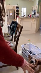 Working Dog Is Just Happy To Help With Laundry