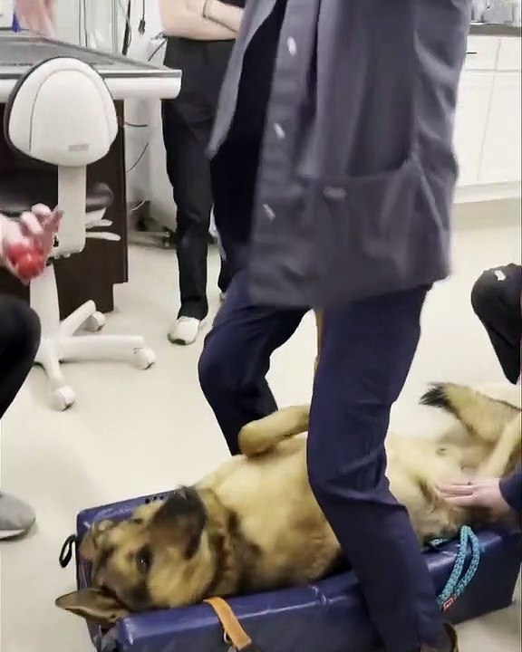 Veterinario logro sacar un juguete atascado en la garganta de este perro