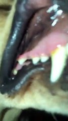 Cicada Gets Stuck in a Dog's Mouth - video Dailymotion
