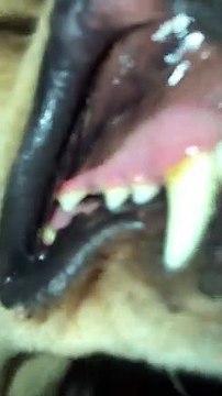 Cicada Gets Stuck in a Dog's Mouth - video Dailymotion