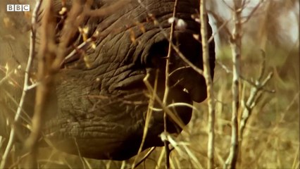 Do Rhinos Eat People? - Weird Animal Searches - BBC Earth