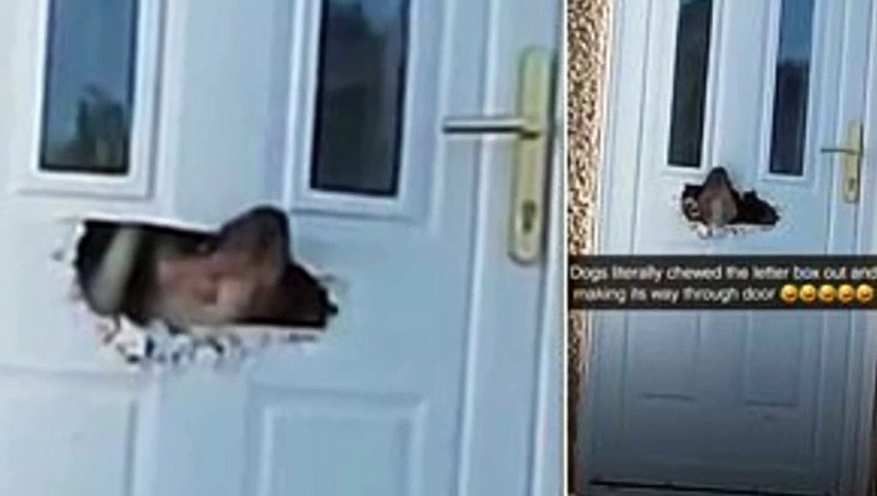 Dog Is Spotted Chewing Through A Letter Box and Poking Its Head Through A Front Door In Scotland