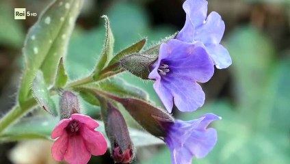 Wild Italy - 2x4 - Una terra di vulcani