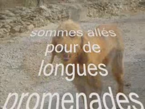 Mon Histoire de chien je vous parle je m'appelle narnar je