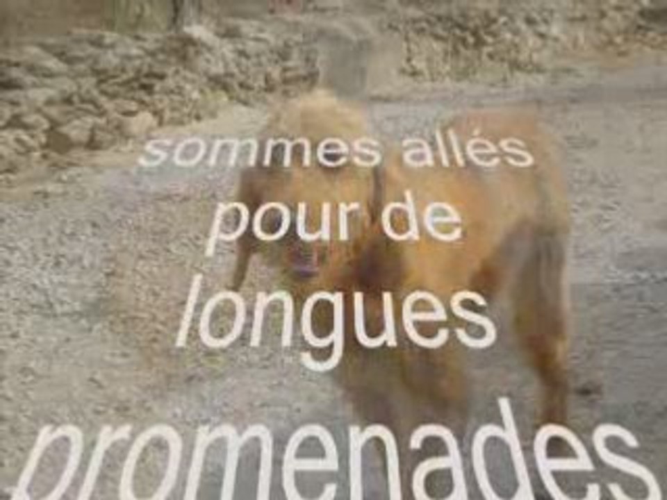 Mon Histoire de chien je vous parle je m'appelle narnar je