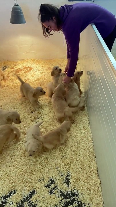 Puppies Scramble for Attention