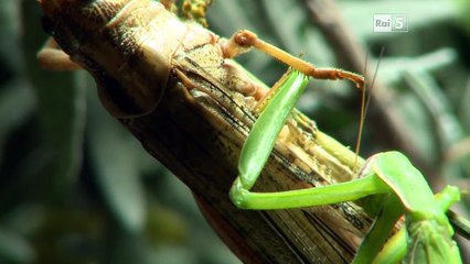 Wild Italy - 3x3 - Confine tra i mondi