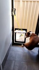 Silly Finan Misses The Doggy Door