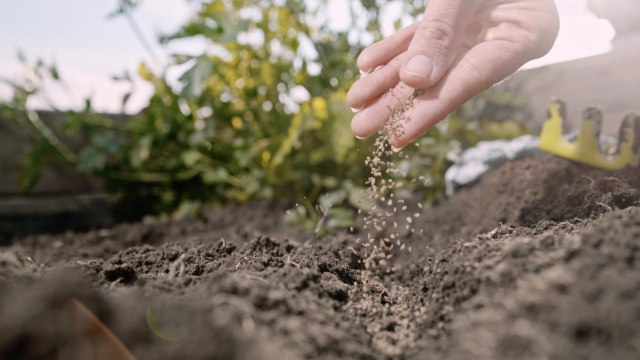 The 10 Best Companion Plants for Strawberries