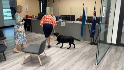 Veteran calls for government to fund specialist dog services