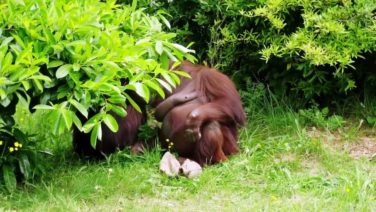 The Secret Life Of The Zoo - Se2 - Ep02 HD Watch