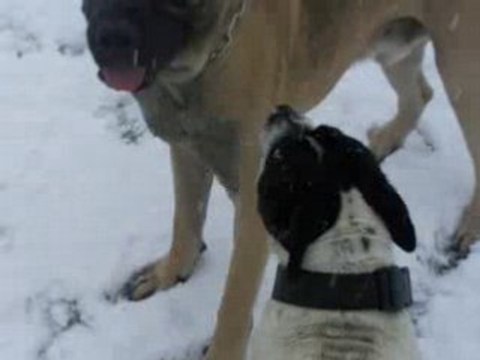 staffie et cane