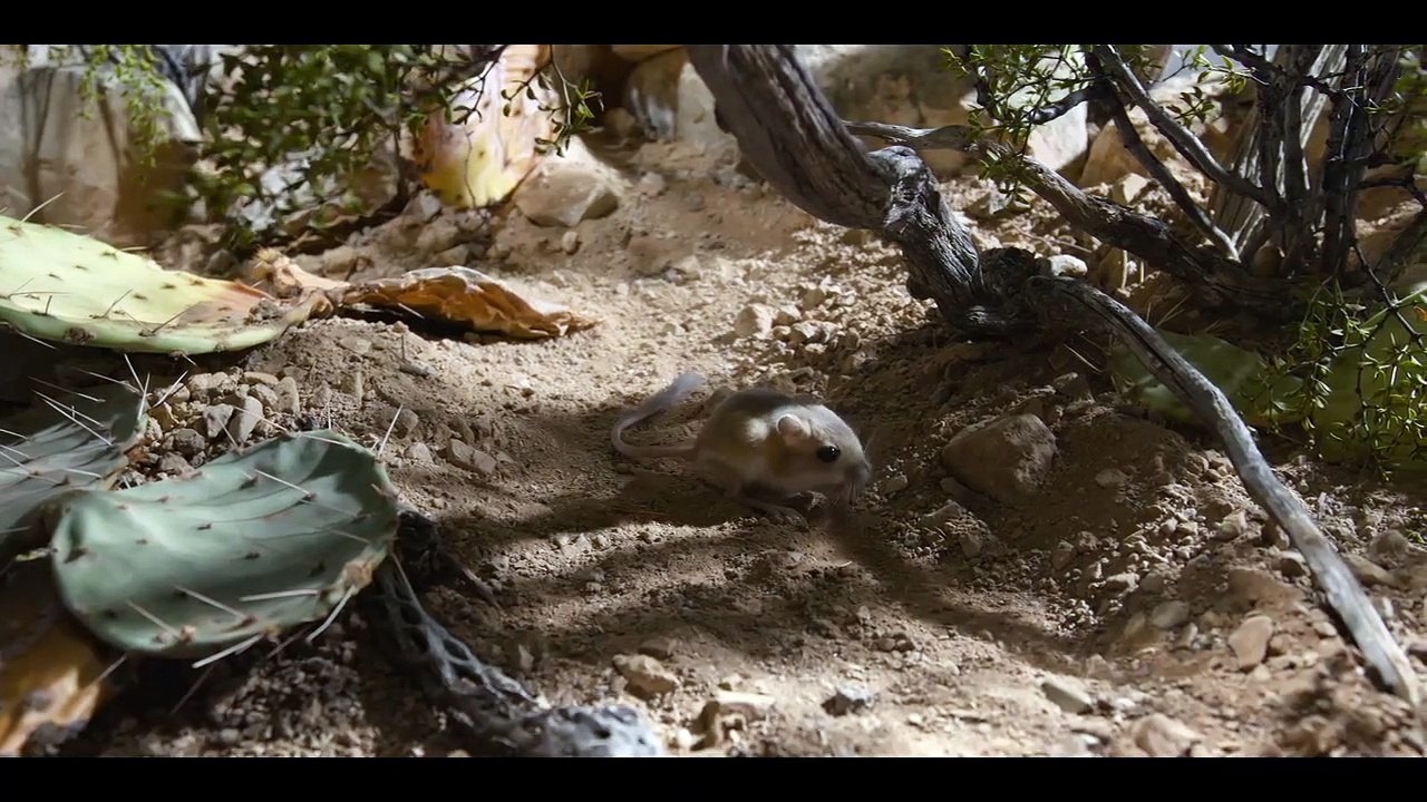 Tiny Creatures - Se1 - Ep01 HD Watch