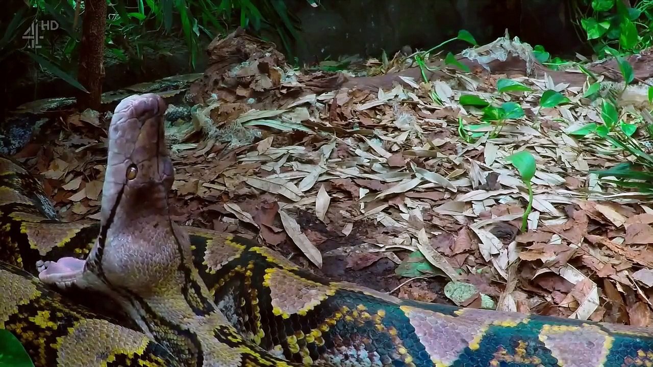 The Secret Life Of The Zoo - Se2 - Ep06 HD Watch